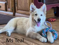 Ms Teal, a female German Shepherd Dog for sale in Lexington, TX – 1 of 1