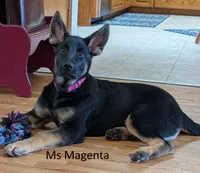 Ms Magenta, a female German Shepherd Dog for sale in Lexington, TX – 1 of 1