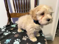 Snow , a male Poodle - Miniature  and Shorkie for sale in Hampton, VA – 4 of 4