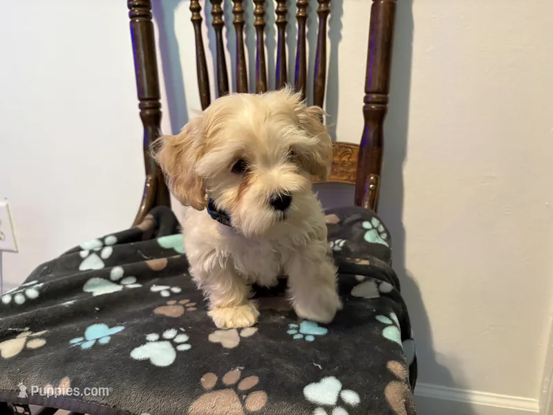 Snow  – Poodle - Miniature , Shorkie puppy for sale in Hampton, VA
