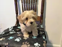 Snow , a male Poodle - Miniature  and Shorkie for sale in Hampton, VA – 1 of 4