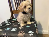Snow , a male Poodle - Miniature  and Shorkie for sale in Hampton, VA – 2 of 4