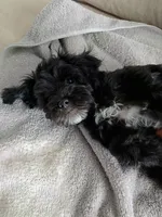 Stella , a female Poodle - Miniature  and Shorkie for sale in Hampton, VA – 1 of 4