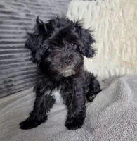 Stella , a female Poodle - Miniature  and Shorkie for sale in Hampton, VA – 2 of 4