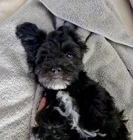 Stella , a female Poodle - Miniature  and Shorkie for sale in Hampton, VA – 3 of 4