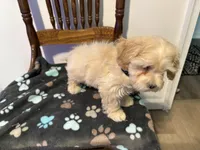 Snow , a male Poodle - Miniature  and Shorkie for sale in Richmond, VA – 2 of 3
