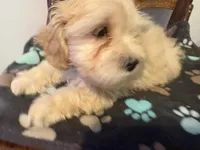 Snow , a male Poodle - Miniature  and Shorkie for sale in Hampton, VA – 3 of 4