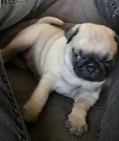 Sylvia , a female Pug for sale in Burlington, IN – Photo 1 of 4
