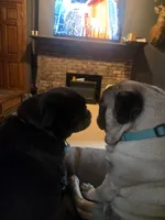 Sylvia , a female Pug for sale in Burlington, IN – Photo 4 of 4