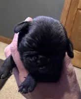 Scrapper, a male Pug for sale in Burlington, IN – Photo 1 of 4