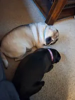 Scrapper, a male Pug for sale in Burlington, IN – Photo 3 of 4