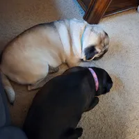 Sophie , a female Pug for sale in Burlington, IN – Photo 4 of 4