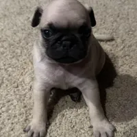 Sophie , a female Pug for sale in Burlington, IN – Photo 1 of 4