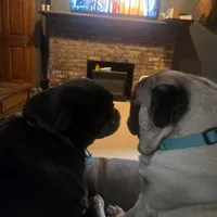 Sophie , a female Pug for sale in Burlington, IN – Photo 3 of 4