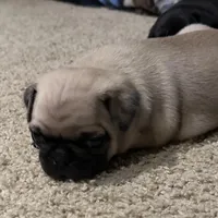 Sophie , a female Pug for sale in Burlington, IN – Photo 2 of 4