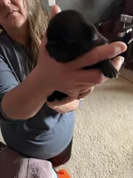 Shadow, a male Pug for sale in Burlington, IN – Photo 2 of 5