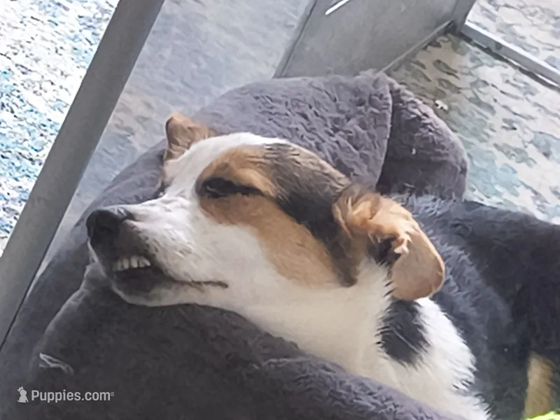 Olivia marie  – Pembroke Welsh Corgi puppy for sale in Washington, DC