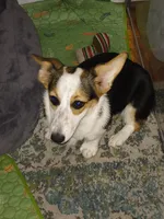 Olivia marie , a female Pembroke Welsh Corgi for sale in Washington, DC – 2 of 3