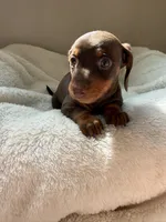 Bonnie, a female Miniature Dachshund for sale in Belton, TX – 4 of 5