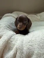 Buster, a male Miniature Dachshund for sale in Belton, TX – 4 of 4