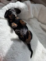 Otis, a male Miniature Dachshund for sale in Belton, TX – 3 of 4