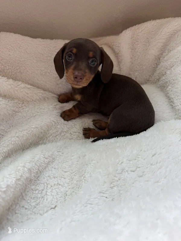 Bonnie – Miniature Dachshund puppy for sale in Belton, TX