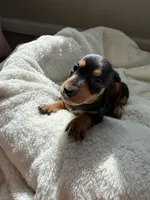 Odie (AKC), a male Dachshund for sale in Belton, TX – 3 of 7