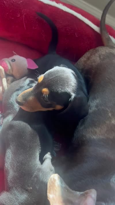 Odie (AKC), a male Dachshund for sale in Belton, TX – 7 of 7