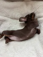 Bree (AKC), a female Dachshund for sale in Belton, TX – 3 of 7