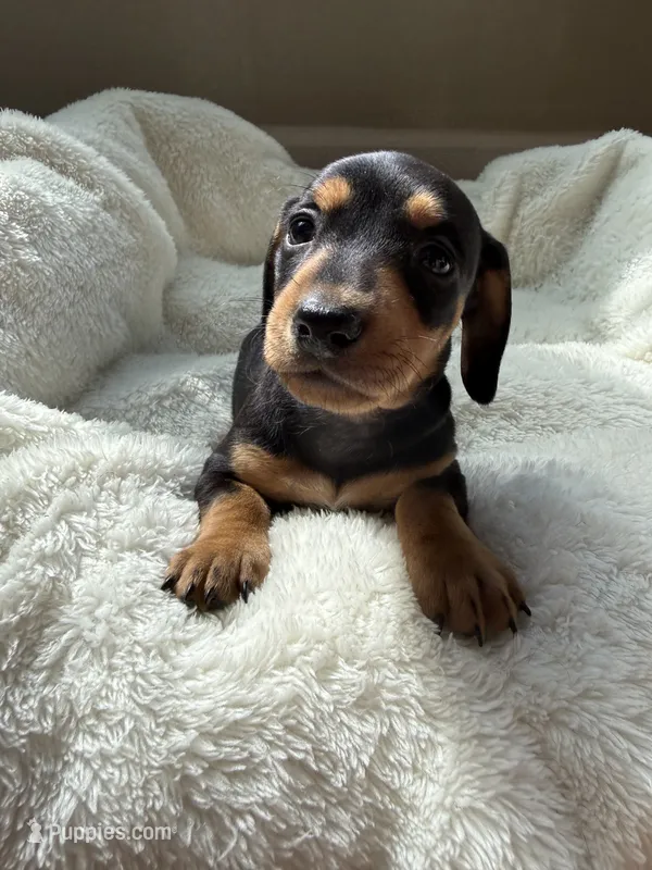 Odie – Dachshund puppy for sale in Belton, TX