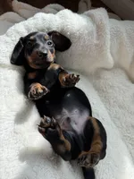 Otis, a male Miniature Dachshund for sale in Belton, TX – 2 of 4
