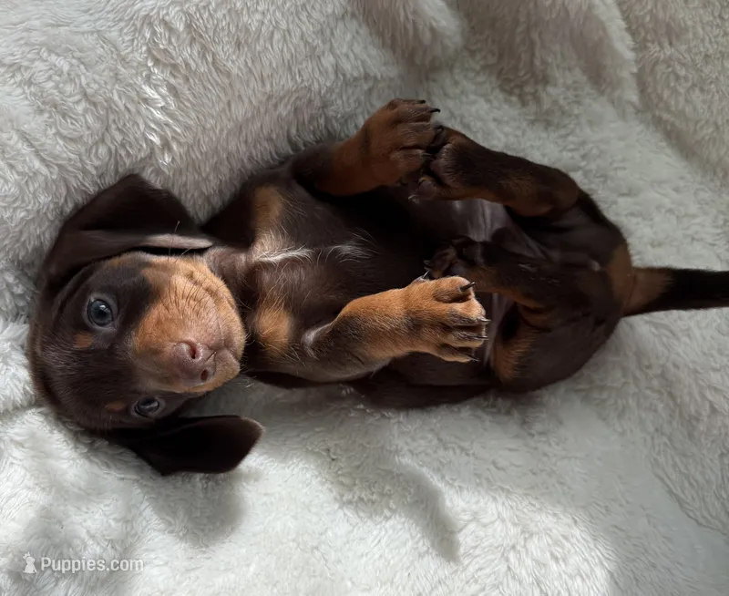 Buster – Miniature Dachshund puppy for sale in Belton, TX