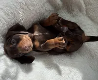 Buster, a male Miniature Dachshund for sale in Belton, TX – 1 of 4
