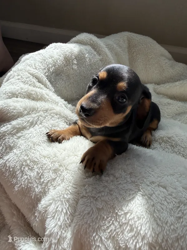 Odie – Miniature Dachshund puppy for sale in Belton, TX