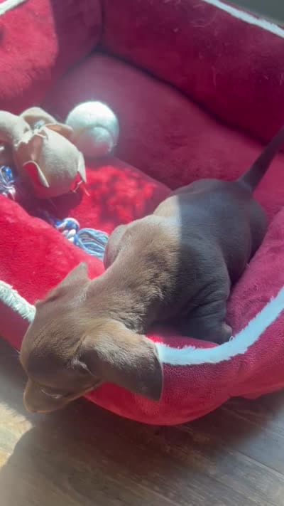 Bonnie (AKC), a female Dachshund for sale in Belton, TX – 5 of 6