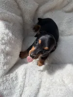 Ollie, a male Miniature Dachshund for sale in Belton, TX – 4 of 5