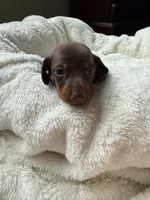 Cocoa, a female Miniature Dachshund for sale in Belton, TX – 2 of 5