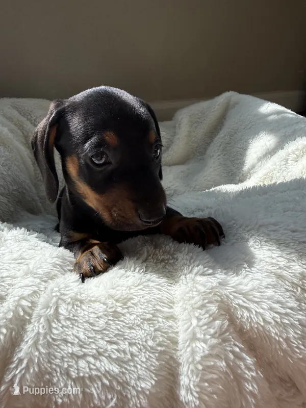 Otis – Miniature Dachshund puppy for sale in Belton, TX