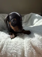 Otis, a male Miniature Dachshund for sale in Belton, TX – 1 of 4