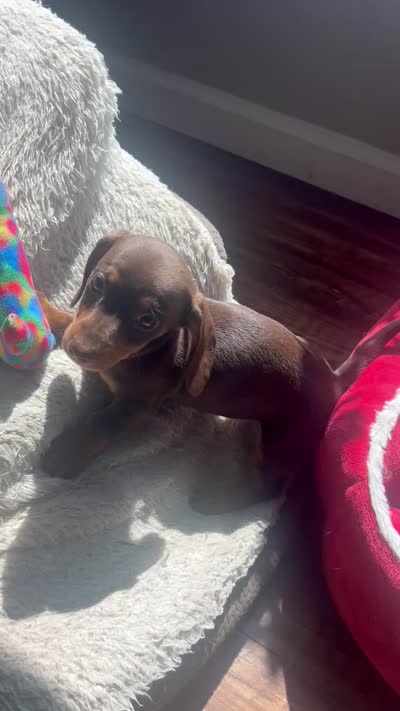 Bree (AKC), a female Dachshund for sale in Belton, TX – 7 of 7
