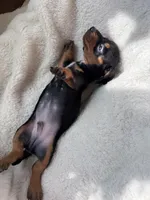 Ollie, a male Miniature Dachshund for sale in Belton, TX – 5 of 5