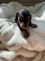 Ollie, a male Miniature Dachshund for sale in Belton, TX – 1 of 5