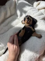 Odie, a male Dachshund for sale in Belton, TX – 3 of 5