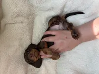 Bonnie, a female Miniature Dachshund for sale in Belton, TX – 5 of 5