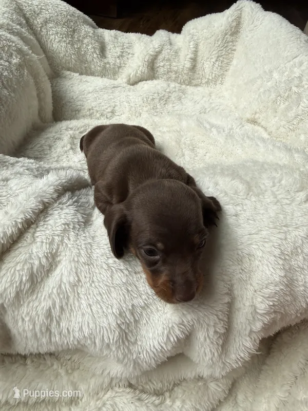 Cocoa – Miniature Dachshund puppy for sale in Belton, TX