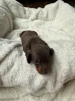 Cocoa, a female Miniature Dachshund for sale in Belton, TX – 1 of 5