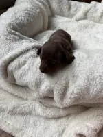 Cocoa, a female Miniature Dachshund for sale in Belton, TX – 4 of 5
