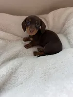 Bonnie (AKC), a female Dachshund for sale in Belton, TX – 4 of 4