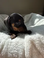 Otis (AKC), a male Dachshund for sale in Belton, TX – 2 of 2