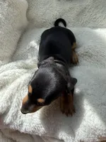 Odie, a male Dachshund for sale in Belton, TX – 2 of 5